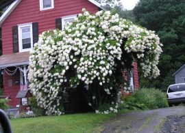 3.grandiflora -shtambovoe derevo